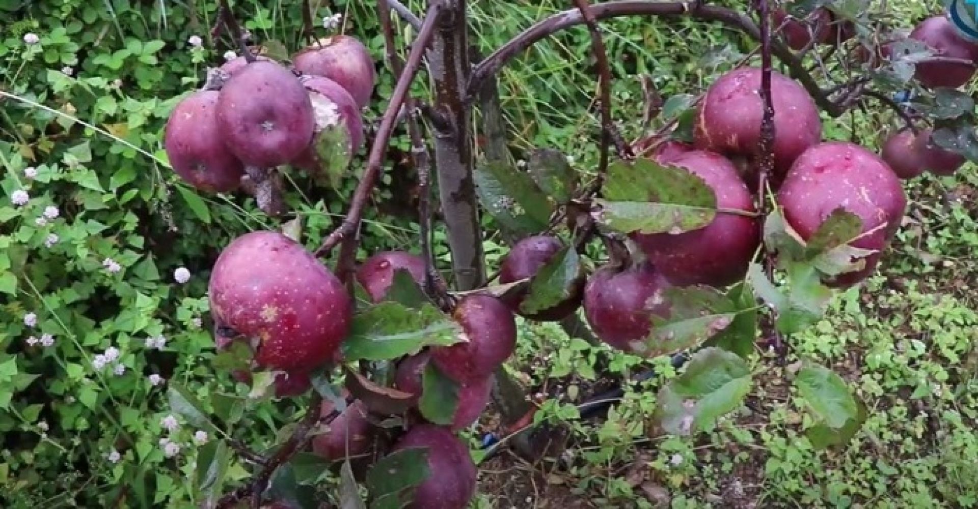 सोलुका किसान भन्छन् ‘आलुखेतीभन्दा स्याउबाट धेरै आम्दानी’